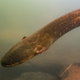 The electric eel (Electrophorus voltai) in the Xingu River.